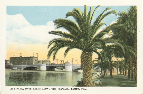 City Park, Date Palms along the Seawall, Tampa, Florida (coloured photo)