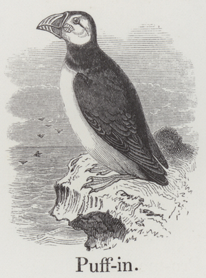 Puffin (engraving)