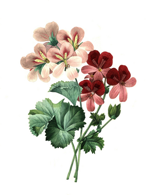 Geranium, scented geranium, Pelargonium crispum