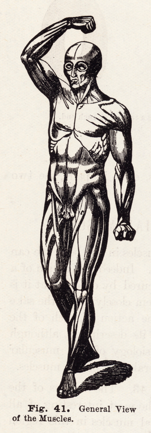 General view of the muscles (engraving)