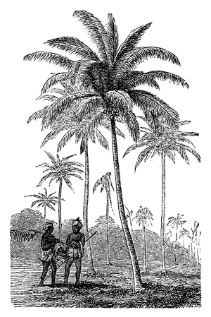 Coco, coconut palm