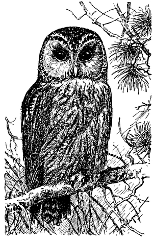 Brown owl