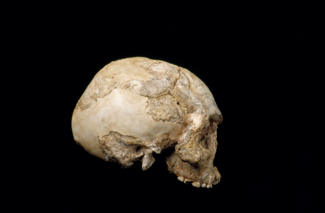 Homo sapiens (Wadjak 1) cranium