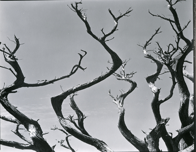 Trees, c. 1935 (silver gelatin print)