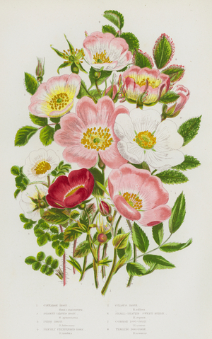 The Flowering Plants of Great Britain, c.1880 (litho)