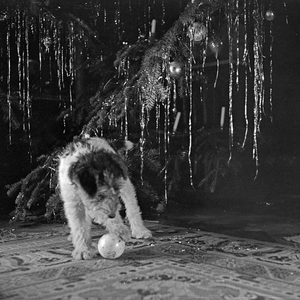 A little puppy playing with a ball under the christmas tree, Germany 1930s (b/w photo)