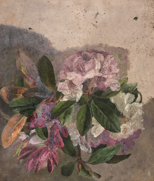 Flower Study (Rhododrendron) (oil on canvas)