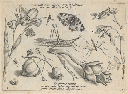 An engraving representing insects, fruits, flowers, etc