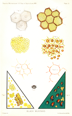 Black Mustard Seed, Report of the Commissioner of Agriculture, US Dept of Agriculture, Illustration, 1888