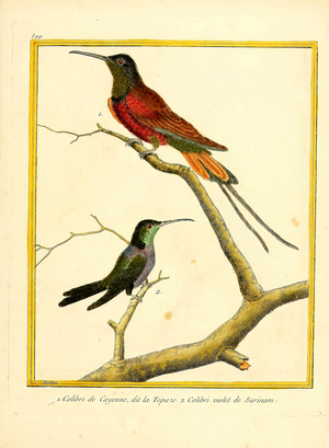 Topaz Hummingbird and Violet Sabrewing from Surinam (print)