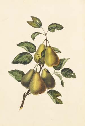 Pyrus communis