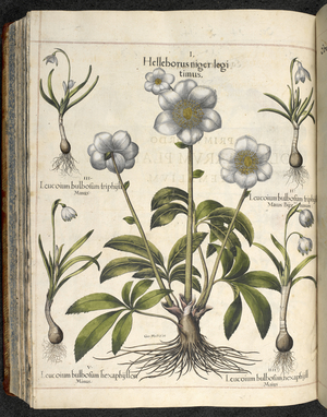 Helleborus niger, Illustration from 'Hortus Eystettensis, sive diligens et accurata omn', c.1613 (coloured engraving)