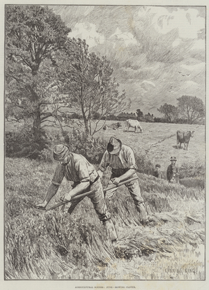 Agricultural Scenes, June, mowing Clover (engraving)