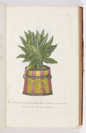 Aloe Africana, 1737 (engraving)