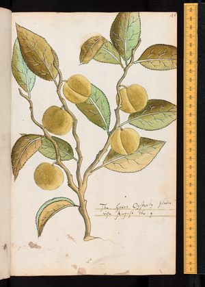 Tradescant's Orchard, Greene Osterly plum, c.1611-1620 (watercolour)