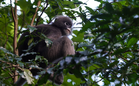 Dark Semnopithecast, Thailand, 2019 (photo)