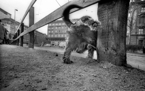 The dachshund, is the favourite animal of the Munich people The inauguration …, 1972 (photo)