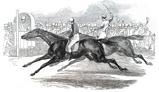 A racehorse