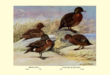 Brown and Auckland Ducks, 1923 (print)