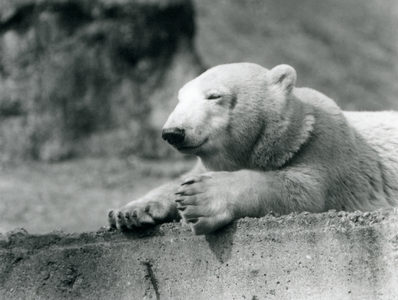 A young Polar Bear resting on a concrete ledge at London Zoo in 1927 (b/w photo)