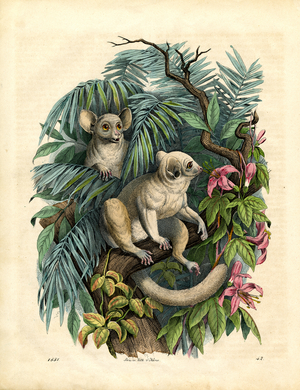 Lemurs in Tropical Rainforest (hand-coloured engraving)