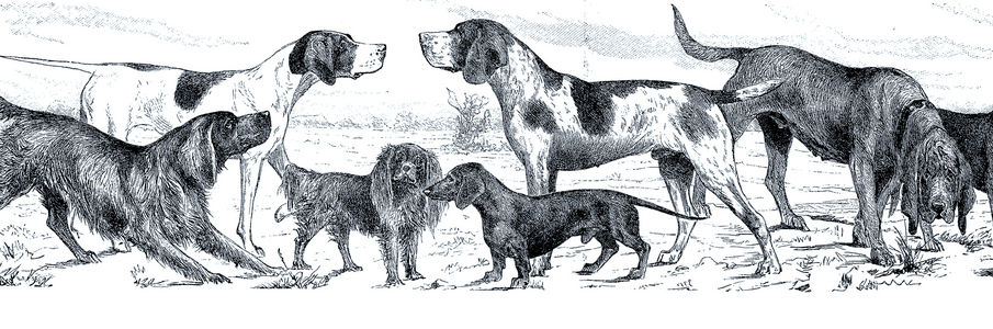 Various breeds of dogs, Historical, digitally restored reproduction of an original from the 19th century