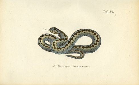 Common European Adder, 1850 (lithography)