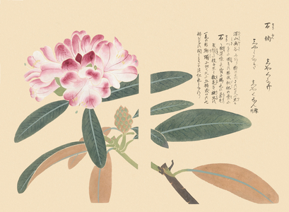 Rhododendron degronianum (azuma shakunage, rhododendron), 1828-44 (hand-coloured woodblock print)