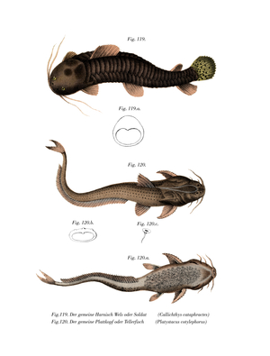 Armored Catfish (colour litho)
