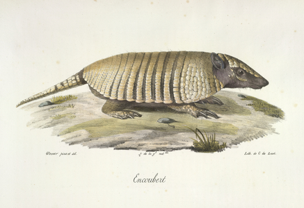 Encoubert, Armadillo, from Histoire Naturelle des Mammifères (colour litho)