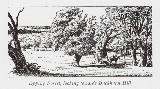 Epping Forest, Looking towards Buckhurst Hill (litho)