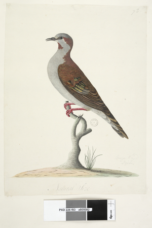 Page 83. Bronze Winged Pigeon. at lower centre in different hand Natural size Brush Bronzewing Pigeon Phaps elegans, 1791-92 (w/c)