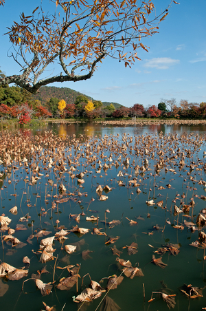 Daikaku-ji.