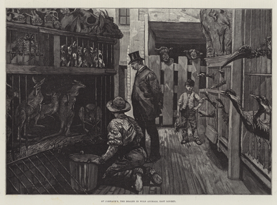 At Jamrach's, the Dealer in Wild Animals, East London (engraving)