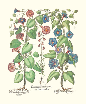 Morning Glories and Bellflowers (print)