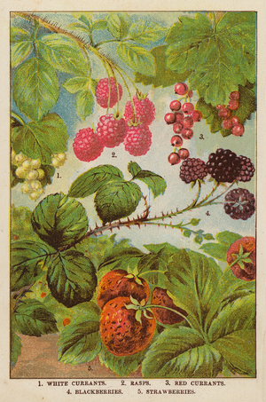 White Currants, Rasps, Red Currants, Blackberries, Strawberries (colour litho)