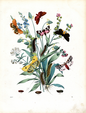 Butterflies and caterpillars on various plants (hand-coloured litho)
