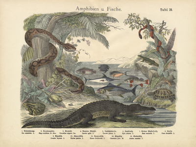 Amphibians and Fishes, c.1860 (colour litho)