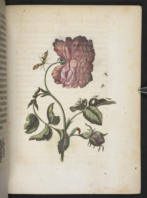 'Der Raupen wunderbare Verwandlung und sonderbare Blumen-Nahrung...', 1679-83 (coloured engraving)