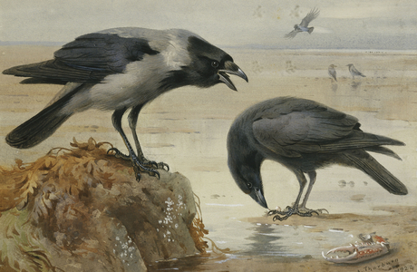 A Hooded Crow and a Carrion Crow, 1924 (pencil and watercolour with touches of white heightening)