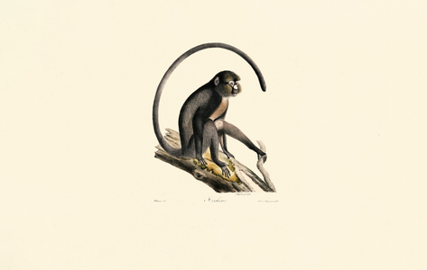 Black Spider Monkey (Ateles), 1824 (hand-coloured litho)