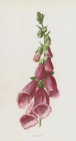 Foxglove (chromolitho)