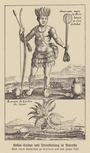 Cultivation and processing of cocoa in America (engraving)