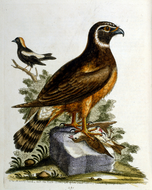 Watercolour illustration from a book of rare birds by G Edwards 1750. George Edwards (1694-1773) was a British naturalist and ornithologist. He travelled extensively through Europe, studying natural history and birds in particular. He gained some recognition for his coloured drawings, and published his first work in 1743-the first volume of A Natural History of Uncommon Birds.