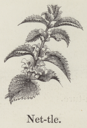 Nettle (engraving)