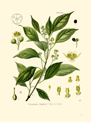 Camphor Tree (colour litho)