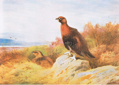 Red Grouse, pub. by Book Club Associates, 1972 (colour litho)