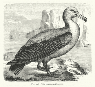 The Common Albatross (engraving)