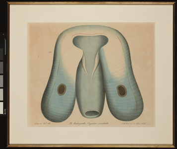 Die Ruderqualle. Ocyrrhoe maculata, 1874 (watercolour on paper)