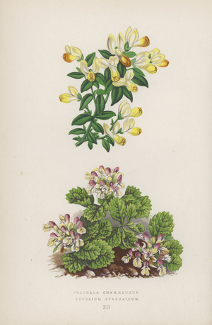 Polygala Chamaebuxus; Teucrium Pyrenaicum (colour litho)